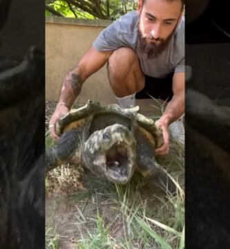 Cómo se comporta un reptil doméstico cuando está estresado por edad