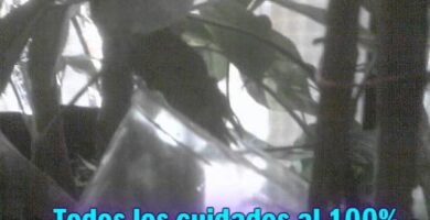 Cómo se comporta un reptil doméstico cuando está estresado y cómo solucionarlo