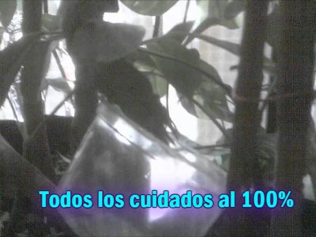 Cómo se comporta un reptil doméstico cuando está estresado y cómo solucionarlo