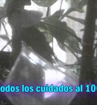 Cómo se comporta un reptil doméstico cuando está estresado y su adaptación