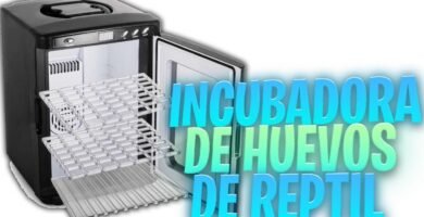 Cómo se reproducen los reptiles domésticos en cautiverio con incubadora artificial