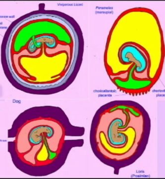 Cómo se reproducen los reptiles domésticos en cautiverio durante la primavera