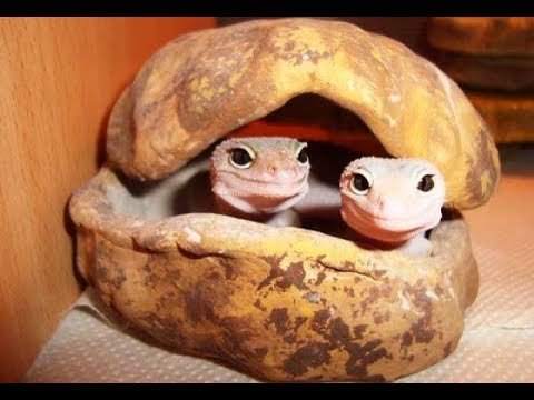 Cómo se reproducen los reptiles domésticos en cautiverio explicada por veterinarios