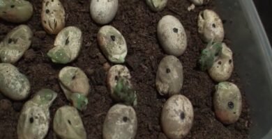 Cómo se reproducen los reptiles domésticos en cautiverio para camaleones