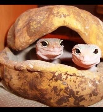 Cómo se reproducen los reptiles domésticos en cautiverio paso a paso