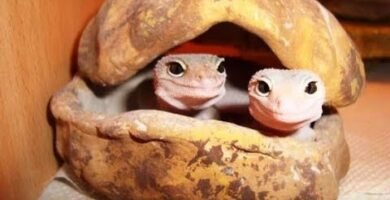 Cómo se reproducen los reptiles domésticos en cautiverio sin incubadora
