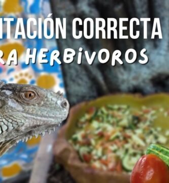 Consejos para alimentar correctamente a un reptil doméstico con bajo presupuesto