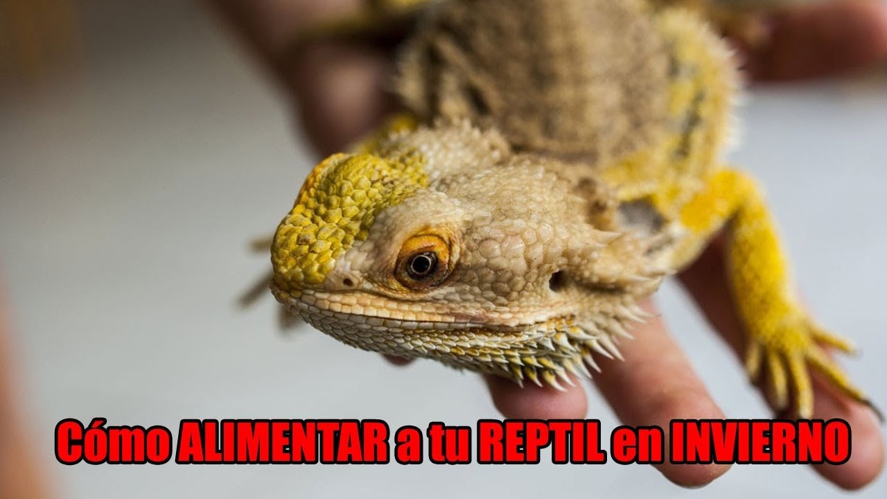 Consejos para alimentar correctamente a un reptil doméstico en invierno