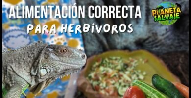 Consejos para alimentar correctamente a un reptil doméstico en lugares húmedos