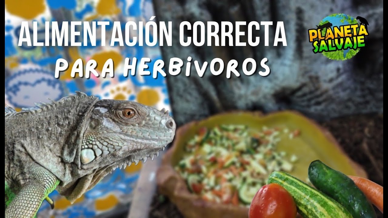 Consejos para alimentar correctamente a un reptil doméstico en lugares húmedos