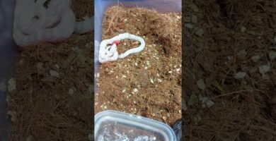 Consejos para alimentar correctamente a un reptil doméstico paso a paso