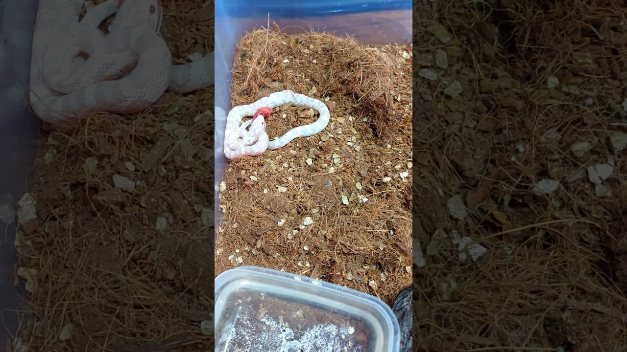 Consejos para alimentar correctamente a un reptil doméstico paso a paso