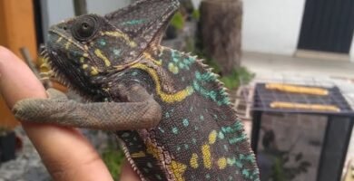 Cuidados especiales durante la reproducción de reptiles para camaleones