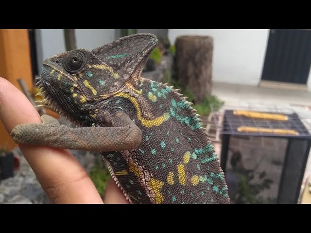 Cuidados especiales durante la reproducción de reptiles para camaleones