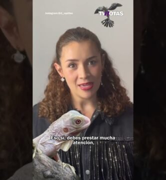Cuidados especiales durante la reproducción de reptiles según expertos