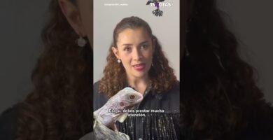 Cuidados especiales durante la reproducción de reptiles según expertos