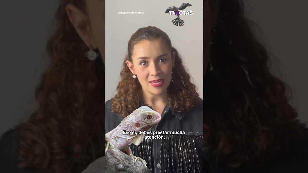 Cuidados especiales durante la reproducción de reptiles según expertos