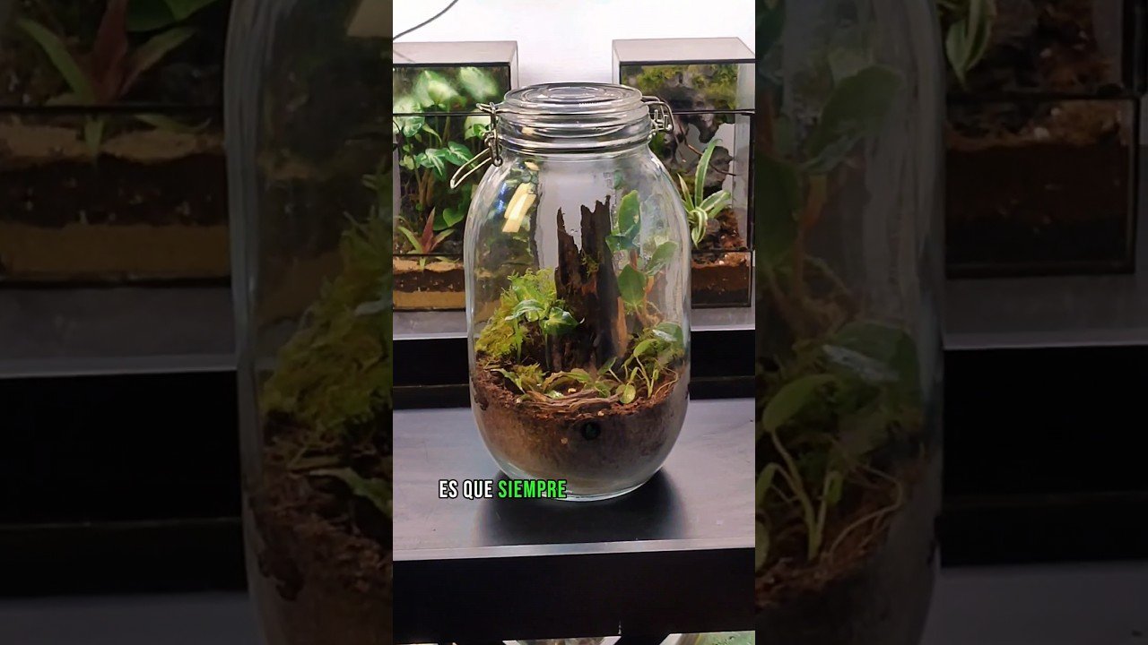 Decoraciones tropicales para terrarios en Buenos Aires