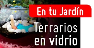 Decoraciones tropicales para terrarios en Ciudad de México
