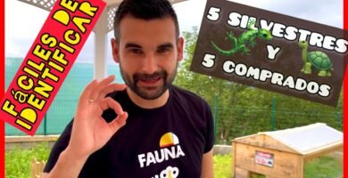 Dieta ideal para reptiles herbívoros en casa con bajo presupuesto