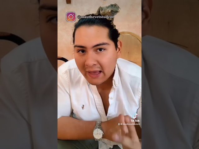 Dieta ideal para reptiles herbívoros en casa con productos accesibles