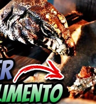 Dieta ideal para reptiles herbívoros en casa en clima tropical