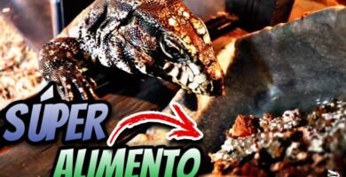 Dieta ideal para reptiles herbívoros en casa en clima tropical