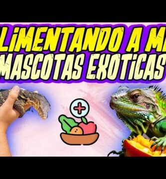 Dieta ideal para reptiles herbívoros en casa para dueños primerizos