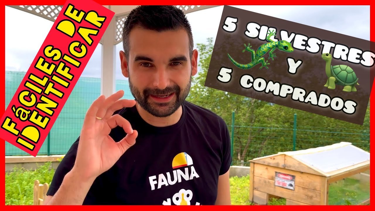 Dieta ideal para reptiles herbívoros en casa paso a paso