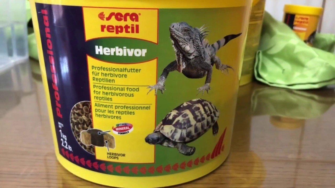 Dieta ideal para reptiles herbívoros en casa según su etapa de vida