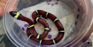 Dónde comprar ropa para reptiles en Ciudad de México
