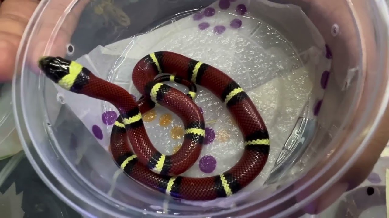 Dónde comprar ropa para reptiles en Ciudad de México