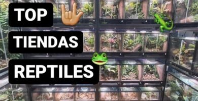 Dónde comprar ropa para reptiles en Santiago