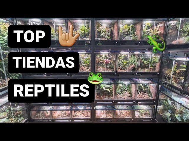 Dónde comprar ropa para reptiles en Santiago