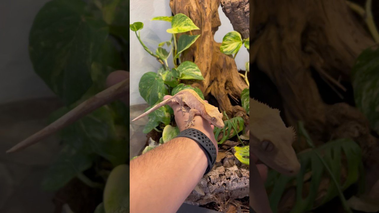Equipamiento básico para casas de reptiles domésticos con bajo presupuesto