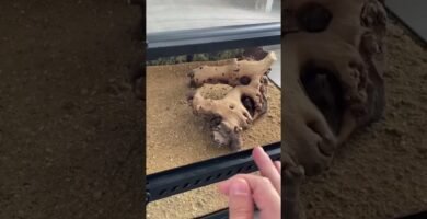 Equipamiento básico para casas de reptiles domésticos con estética natural