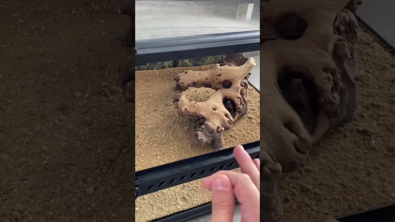 Equipamiento básico para casas de reptiles domésticos con estética natural