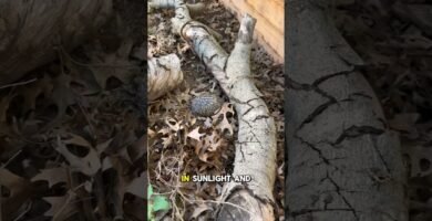 Equipamiento básico para casas de reptiles domésticos en espacios reducidos