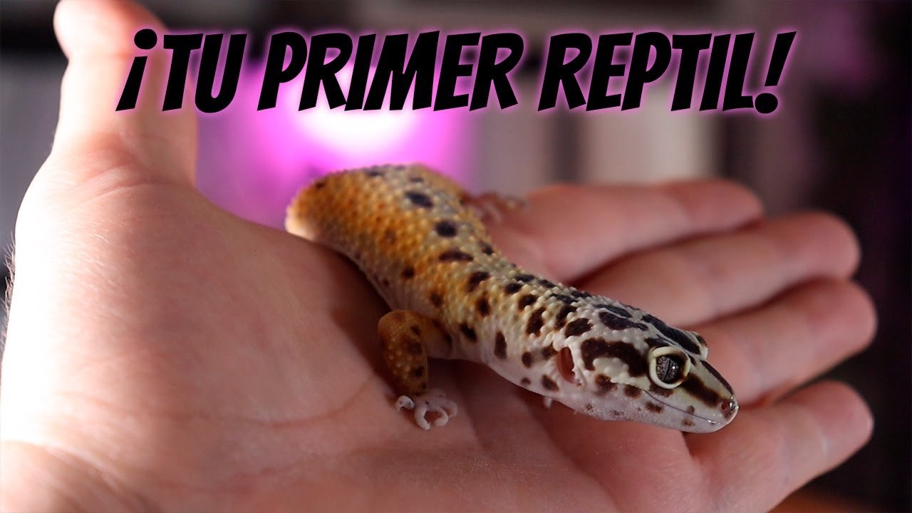 Equipamiento básico para casas de reptiles domésticos para geckos