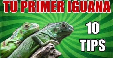 Equipamiento básico para casas de reptiles domésticos para iguanas