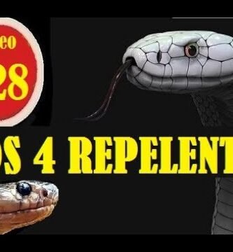 Equipamiento básico para casas de reptiles domésticos para serpientes