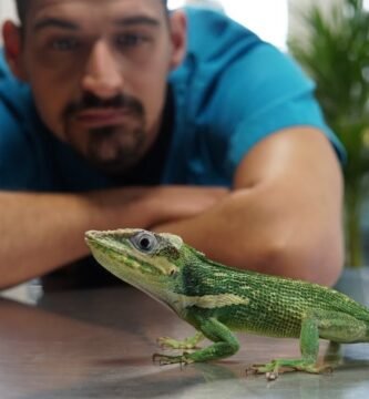 Equipamiento básico para casas de reptiles domésticos recomendado por veterinarios