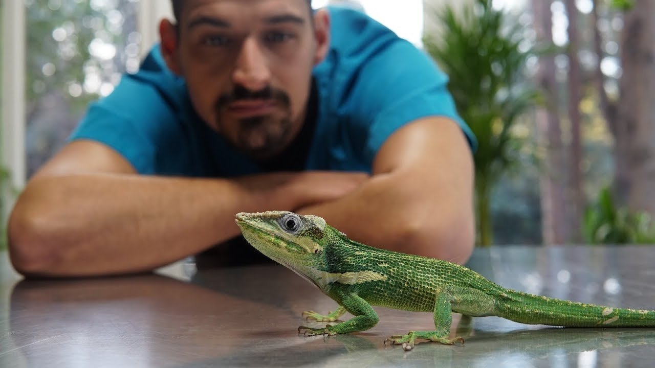 Equipamiento básico para casas de reptiles domésticos recomendado por veterinarios