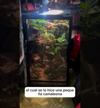 Ideas de hábitats decorativos para reptiles en Ciudad de México