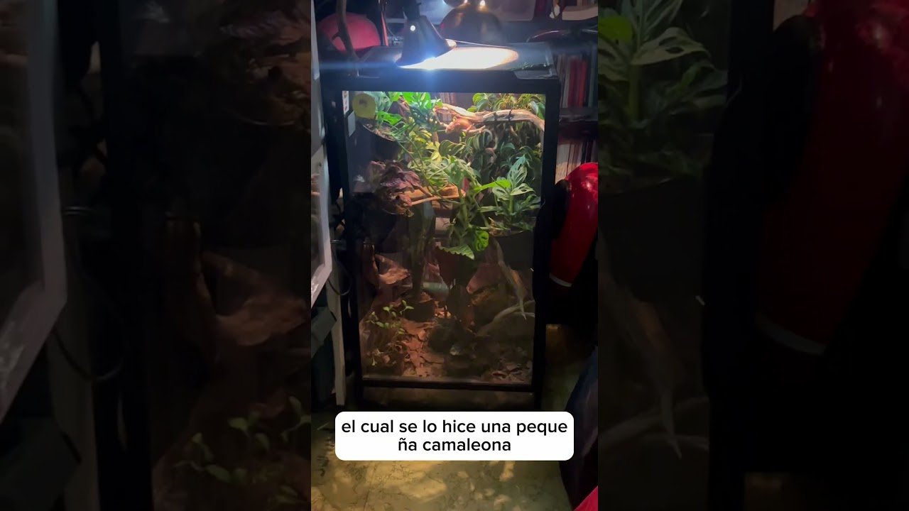 Ideas de hábitats decorativos para reptiles en Ciudad de México