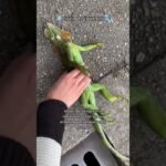 Juguetes para estimular a tu reptil mascota en Quito