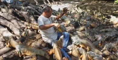 Las mejores casitas para iguanas en Ciudad de México