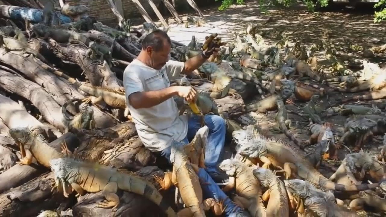 Las mejores casitas para iguanas en Ciudad de México