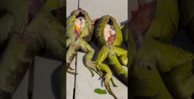 Las mejores casitas para iguanas en Santiago