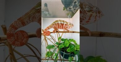 Materiales recomendados para casas de reptiles en interiores para camaleones